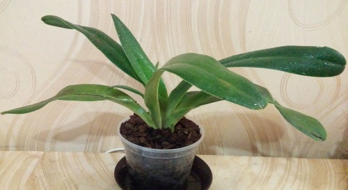 Paphiopedilum parishii 3.jpg