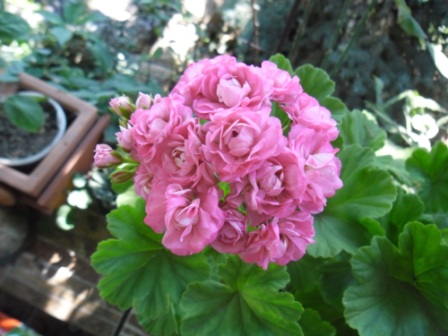 Australian Pink Rosebud (3).JPG