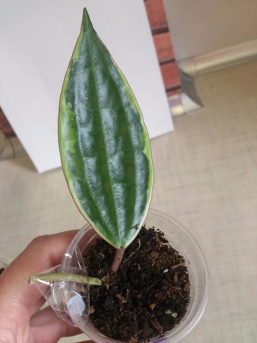 481571324_4_1000x700_hoyya-makrofilla-variegata-matild-dom-i-sad_rev121.jpg