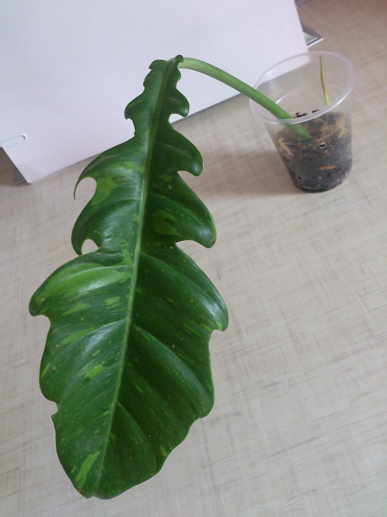 image (14).jpg