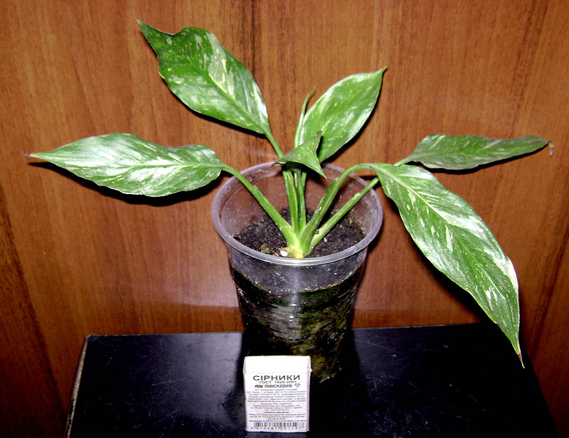 DSC03968 copy.jpg