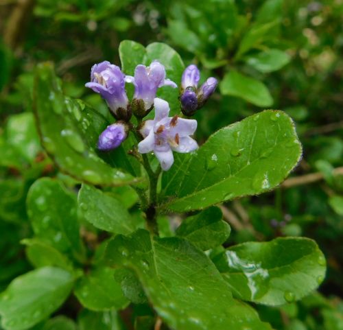 Ehretia rigida.jpg