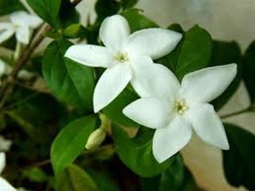 Psilanthus bengalensis.jpg