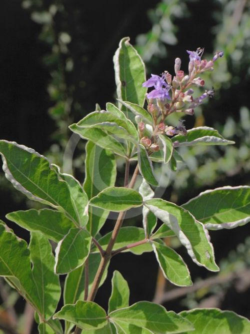 Vitex trifolia variegata.jpg