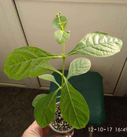 389077596_2_644x461_klerodendrum-s-butonami-fotografii_rev211.jpg