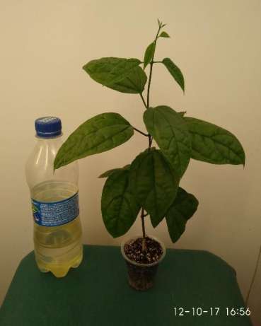 389077596_6_644x461_klerodendrum-s-butonami-_rev211.jpg