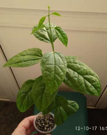 389077596_4_644x461_klerodendrum-s-butonami-dom-i-sad_rev211.jpg