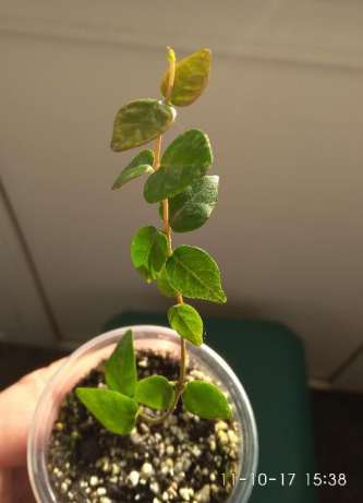 450167274_1_644x461_prodam-trahelospermum-dneprodzerzhinsk_rev100.jpg