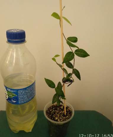 450167274_3_644x461_prodam-trahelospermum-komnatnye-rasteniya_rev100.jpg