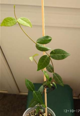 450167274_6_644x461_prodam-trahelospermum-_rev100.jpg