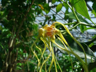 STROPHANTHUS.JPG
