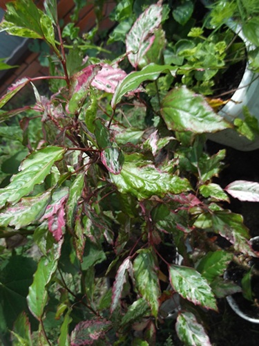 DSCF6982.JPG
