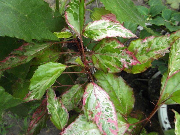 DSCF7042.JPG