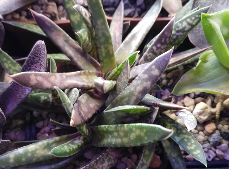 Gasteria_1.jpg