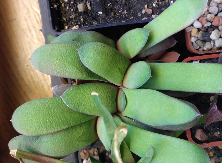 Gasteria_2.jpg