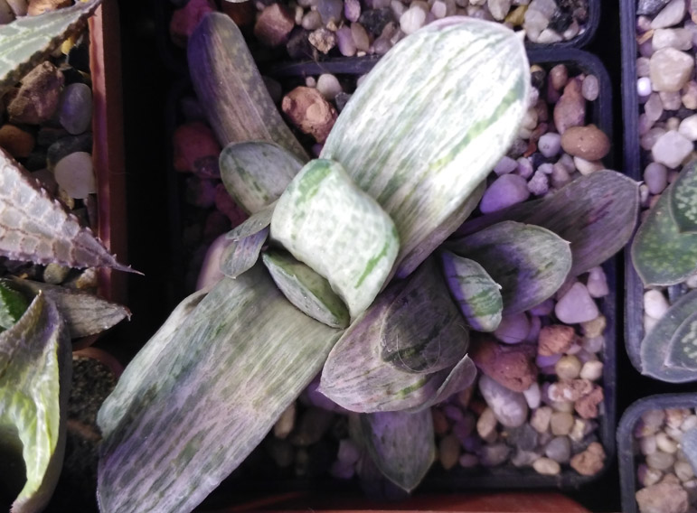 Gasteria_3.jpg