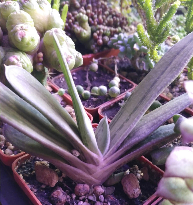 Gasteria_4.jpg