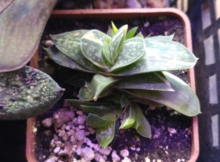 Gasteria_5.jpg