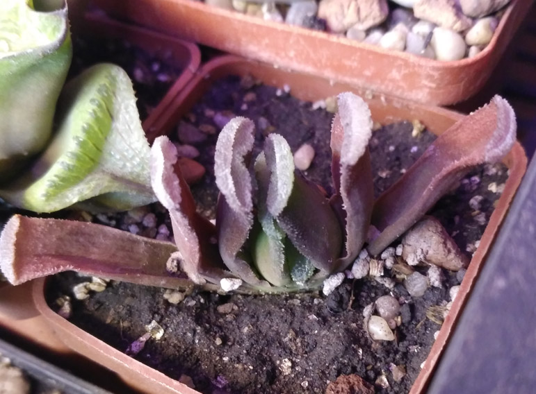 Hawortia_4.jpg
