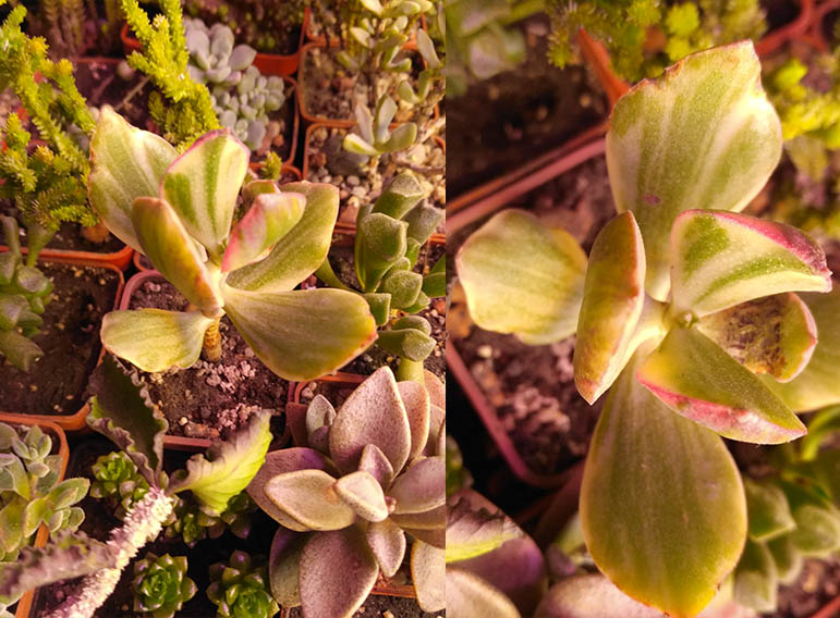 1_crassula_ovata_v.jpg