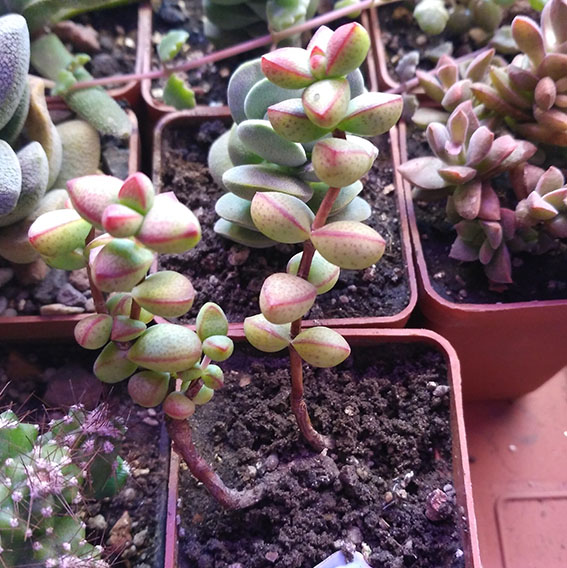 2_crassula_brevifolia.jpg