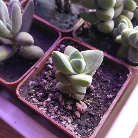 3_crassula_moon_glow.jpg