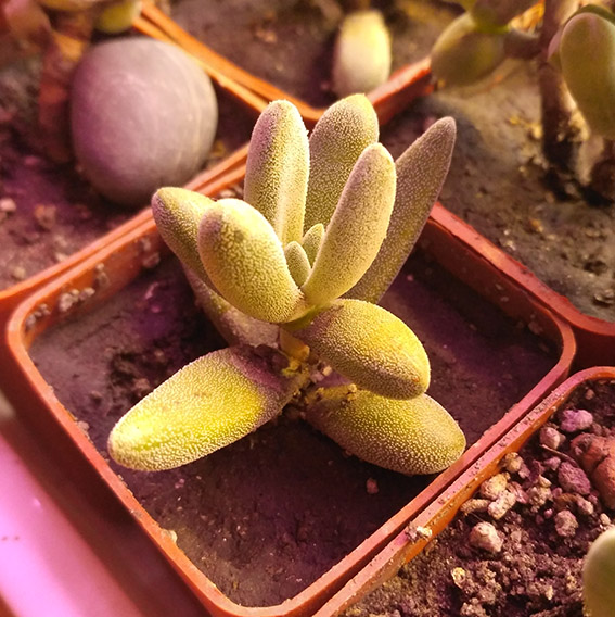 3_crassula_namaquensis.jpg