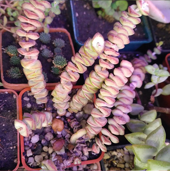 4_crassula_perfoliata.jpg