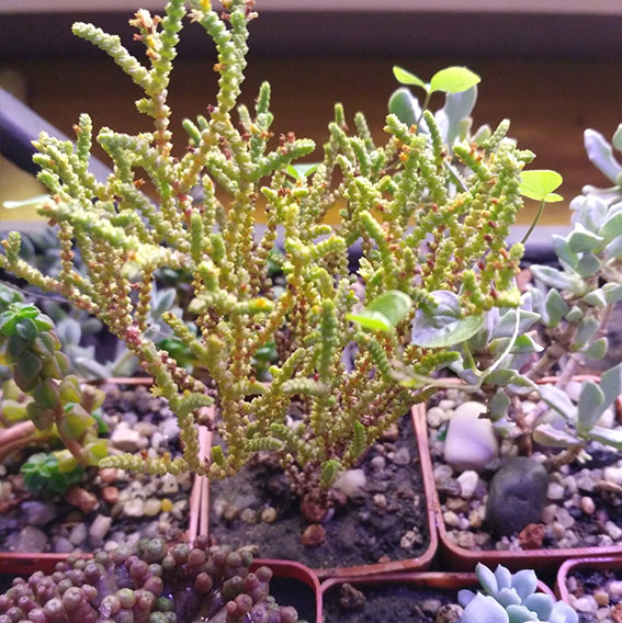 5_crassula_licop.jpg