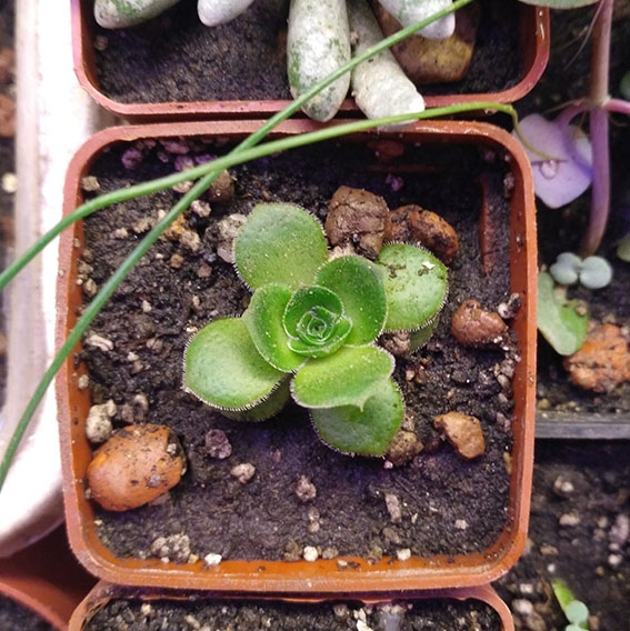 5_crassula_picturata_.jpg