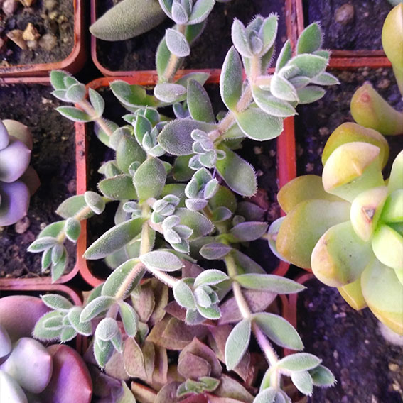 6_crassula_pachistemon.jpg