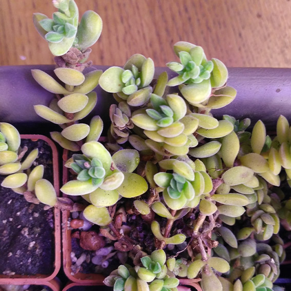 7_crassula_ernsti.jpg