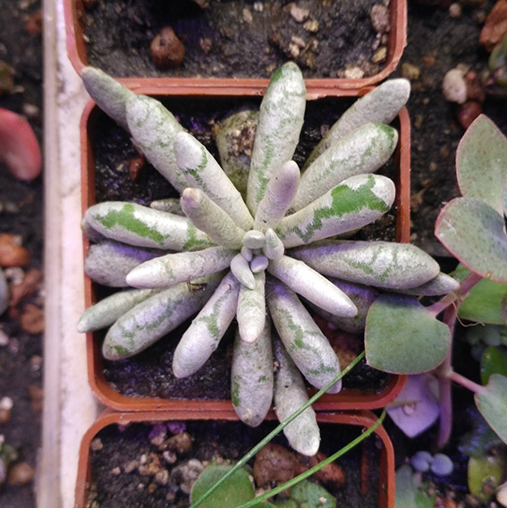 6_s_scaposus.jpg