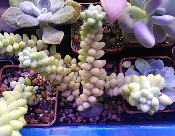 13_sedum.jpg