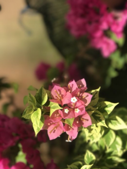 Screenshot_2_261x347.png