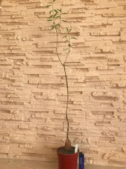 Screenshot_8_257x345.png