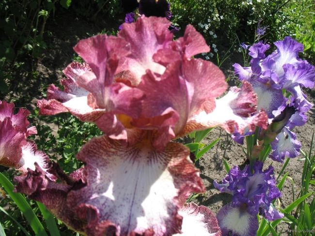 4_650_Iris_Ledi_Dzhin_9745524[1].jpg