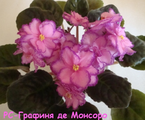 РС-Граф де кат.jpg
