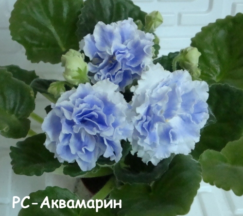 РС-Аквама кат 1.jpg
