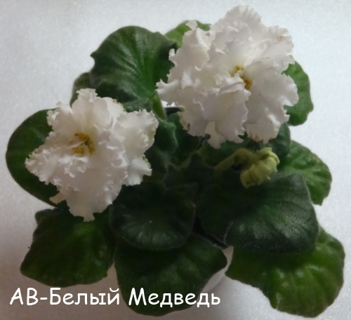 АВ-Бел медв кат.jpg