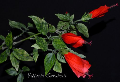 DSC_0557_500x340.jpg