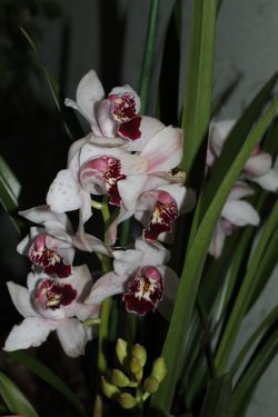 IMG_1650.jpg