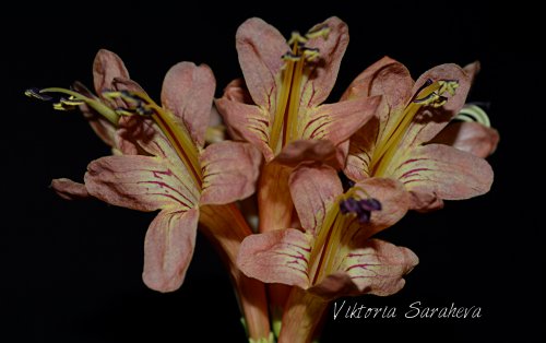 DSC_0065_500x314.jpg