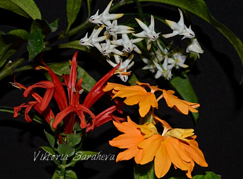 DSC_0038_500x368.jpg