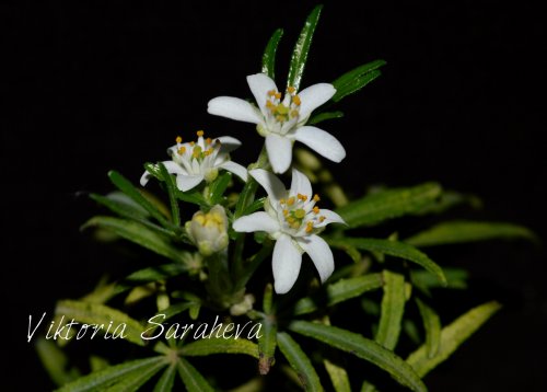 DSC_0014_500x358.jpg