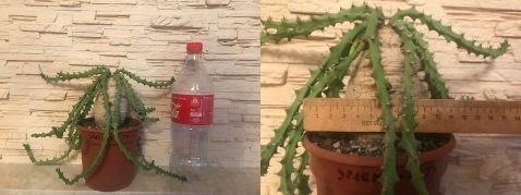 Oqdh4_croper_ru.jpeg