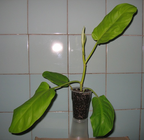 Филодендрон гибрид 130.JPG