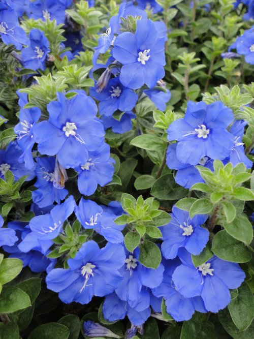 Evolvulus Blue My Mind3061113_zu0nnfkno_500x667.jpg