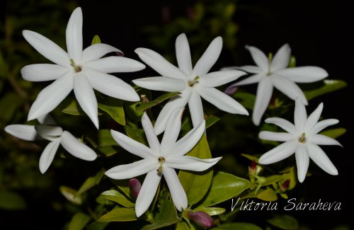 DSC_0279_500x325.jpg
