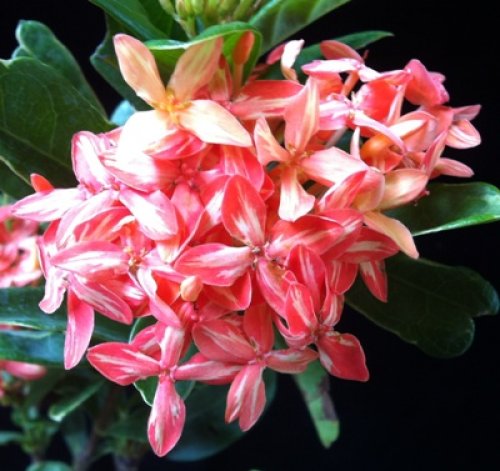 Ixora-Phillippine-Star-35-_500x471.jpg